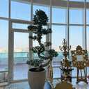 Giant Bonsai Tree S Shape Potted Plants UAE. Potted bonsai tree in a room with large windows overlooking a cityscape.