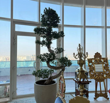 Giant Bonsai Tree S Shape Potted Plants UAE. Potted bonsai tree in a room with large windows overlooking a cityscape.