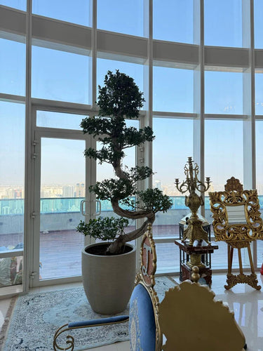 Giant Bonsai Tree S Shape Potted Plants UAE. Potted bonsai tree in a room with large windows overlooking a cityscape.