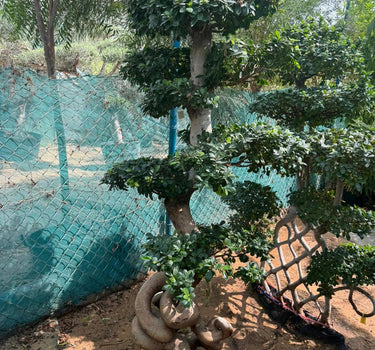 Giant Bonsai Tree Special Trunk Plants UAE. Bonsai tree with twisted trunk in a garden setting