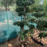 Giant Bonsai Tree Special Trunk Plants UAE. Bonsai tree with twisted trunk in a garden setting