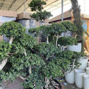 Giant Multi Head Ficus Bonsai Plants UAE. Potted plants in a garden setting with a stone wall and wooden structure in the background.
