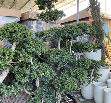 Giant Multi Head Ficus Bonsai Plants UAE. Potted plants in a garden setting with a stone wall and wooden structure in the background.