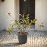 Golden Net Bush – Pseuderanthemum Reticulatum 1