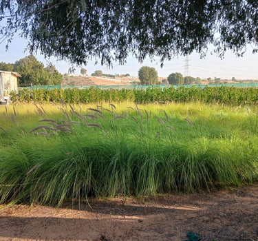 Grass Outdoor in Nursery Pot Plants UAE. Green grassy field with a clear sky and trees in the background