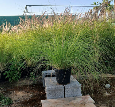 Grass Outdoor in Nursery Pot Plants UAE. Tall grasses in a garden setting with a clear blue sky.