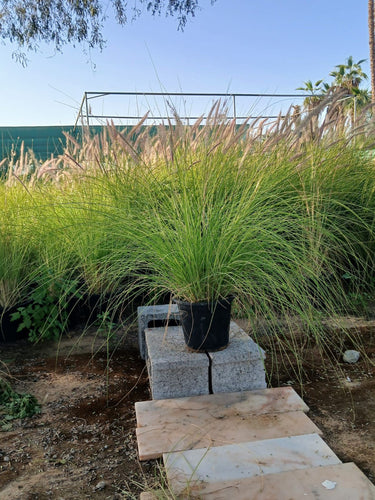 Grass Outdoor in Nursery Pot Plants UAE. Tall grasses in a garden setting with a clear blue sky.