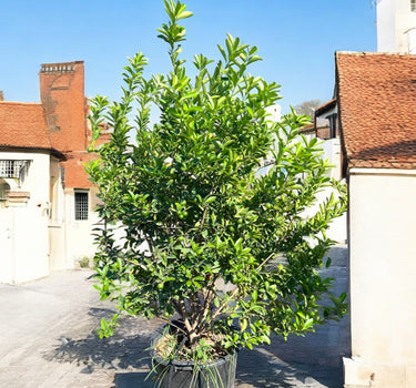 Green Lemon | Fresh Citrus Tree for Your Garden 1