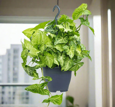 Syngonium Podophyllum - Hanging Arrowhead Plant
