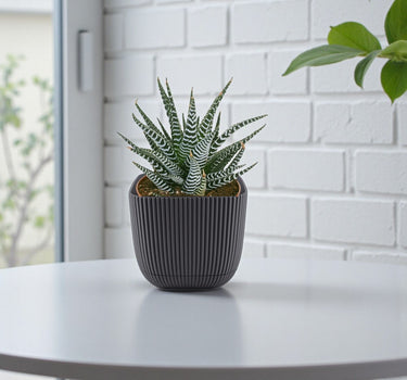 Haworthia Fasciata – Wide Zebra – Big Band Plant 2