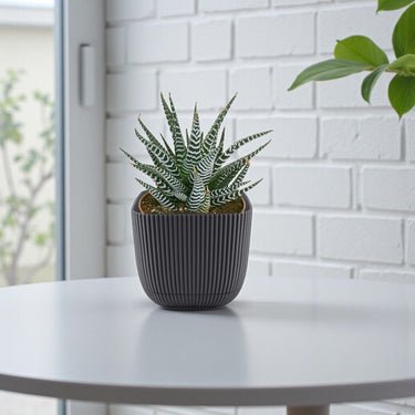 Haworthia Fasciata – Wide Zebra – Big Band Plant 2