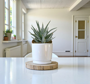 Haworthia Fasciata – Wide Zebra – Big Band Plant 3
