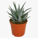 Haworthia Fasciata – Wide Zebra – Big Band Plant 1