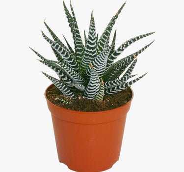 Haworthia Fasciata – Wide Zebra – Big Band Plant 1