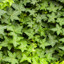 Hedera Helix Plant (Hanging) – English Ivy 3