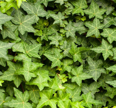 Hedera Helix Plant (Hanging) – English Ivy 3
