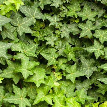 Hedera Helix Plant (Hanging) – English Ivy 3