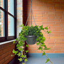 Hedera Helix Plant (Hanging) – English Ivy 1
