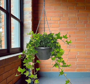 Hedera Helix Plant (Hanging) – English Ivy 1