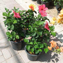 Hibiscus with Flowers Guaranteed Indoor Plants Dubai. Potted plants with colorful flowers on a paved area