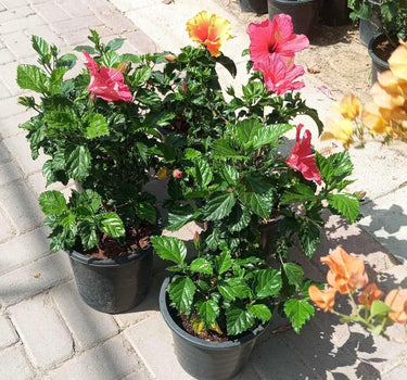 Hibiscus with Flowers Guaranteed Indoor Plants Dubai. Potted plants with colorful flowers on a paved area