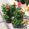 Hibiscus with Flowers Guaranteed Indoor Plants Dubai. Potted plants with colorful flowers on a paved area