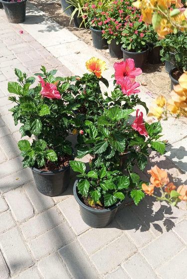 Hibiscus with Flowers Guaranteed Indoor Plants Dubai. Potted plants with colorful flowers on a paved area