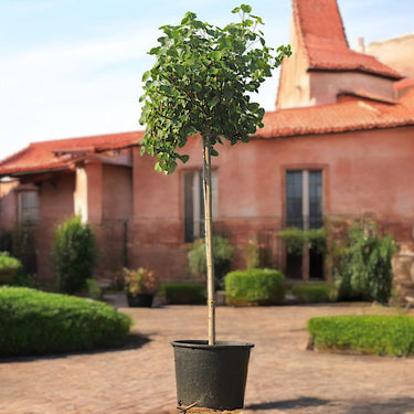 Hibiscus tiliaceus – Beach Hibiscus Tree 2