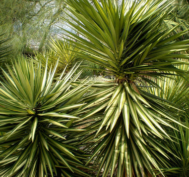 Yucca Filifera – Yucca Aloifolia