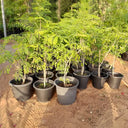 Caesalpinia pulcherrima – Peacock Flower (Barbados Pride) 3