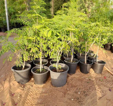 Caesalpinia pulcherrima – Peacock Flower (Barbados Pride) 3