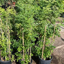 Murraya paniculata – Orange Jasmine (Thai Jasmine) 6