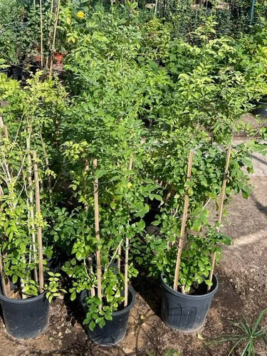 Murraya paniculata – Orange Jasmine (Thai Jasmine) 6