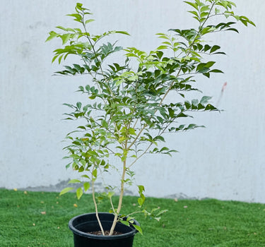 Murraya paniculata – Orange Jasmine (Thai Jasmine) 3