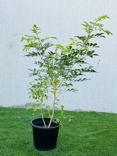 Murraya paniculata – Orange Jasmine (Thai Jasmine) 3