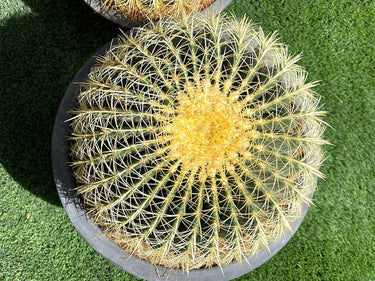 Echinocactus Grusonii – Golden Barrel Cactus - 10-15cm approx. 3