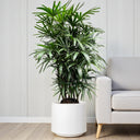 Rhapis Excelsa – Miniature Fan Palm – Lady Palm – Bamboo Palm 11