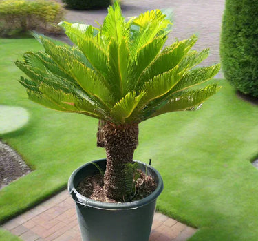 Cycas revoluta – Sago Palm 3