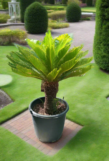 Cycas revoluta – Sago Palm 3