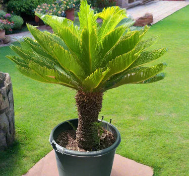 Cycas revoluta – Sago Palm 4