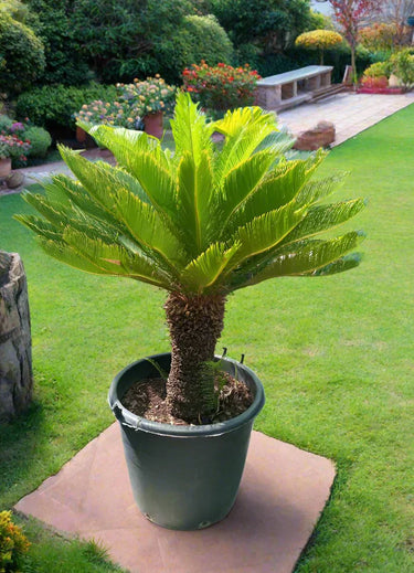Cycas revoluta – Sago Palm 4