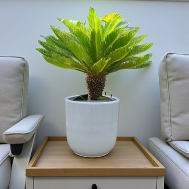 Cycas revoluta – Sago Palm 10