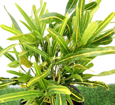 Croton 'Banana Yellow' – Bold Foliage for Indoors & Outdoors 2