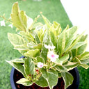 Eranthemum Variegated - Pseuderanthemum 3