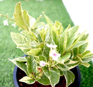 Eranthemum Variegated - Pseuderanthemum 3