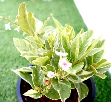 Eranthemum Variegated - Pseuderanthemum 3