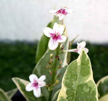 Eranthemum Variegated - Pseuderanthemum 4