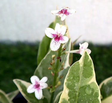 Eranthemum Variegated - Pseuderanthemum 4