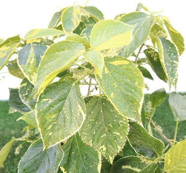 Acalypha Wilkesiana "Tahiti"