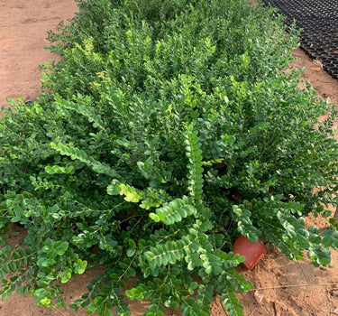 Insect Repellent Plants UAE. Green bush on a dirt ground with a black plastic sheet in the background